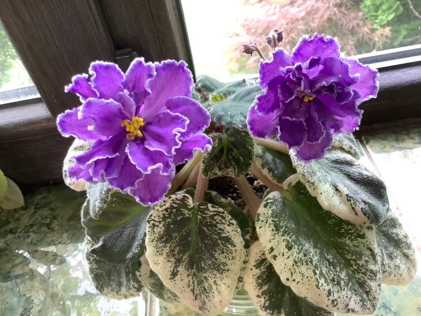 B2BEC212-3230-4DF7-A524-EDFCD047C3FA - Blackie Bryant