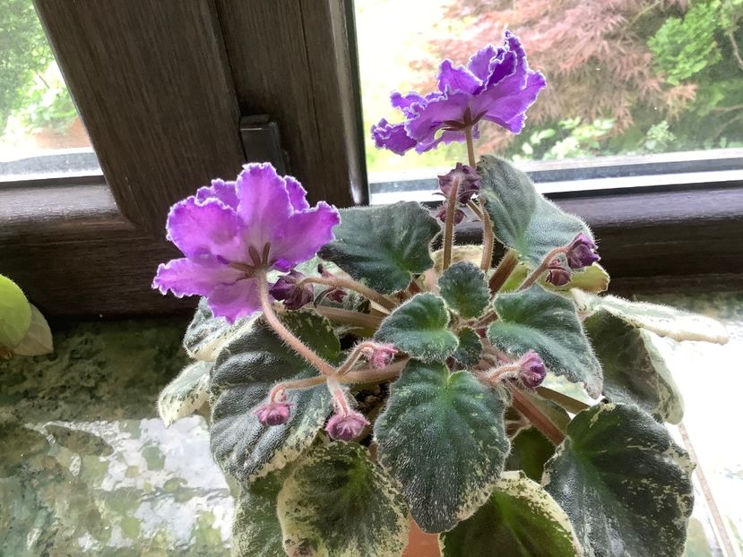 B54C9FA3-B5B0-4283-AD49-84DB969D89A3 - Blackie Bryant