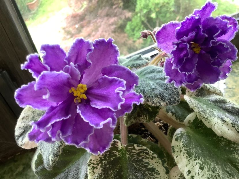 619EAABF-716D-4746-BBA0-F9F22DC6934E - Blackie Bryant