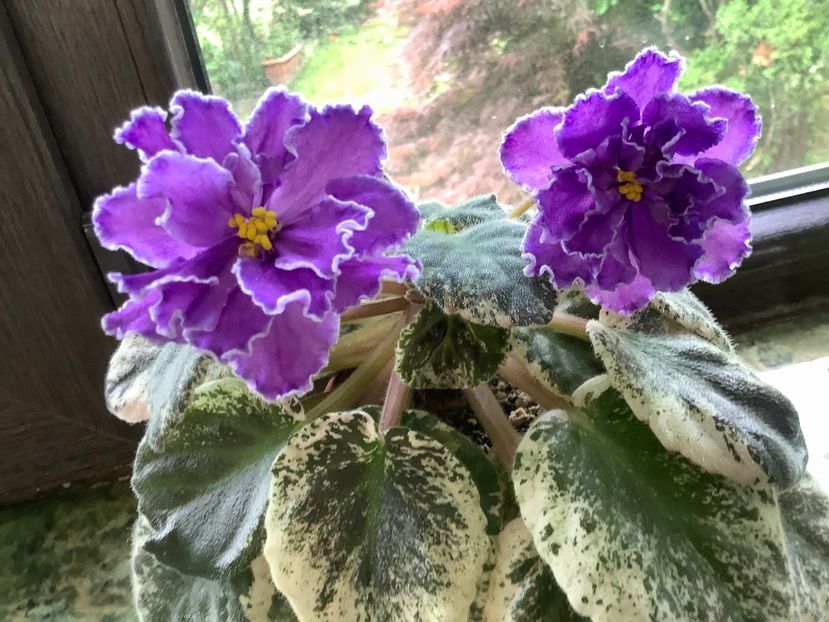 979F8F94-8240-4EF0-98F8-CACFDD2D1233 - Blackie Bryant