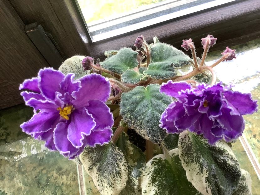 990E5C3B-9831-4E01-8273-643A3DE670F0 - Blackie Bryant