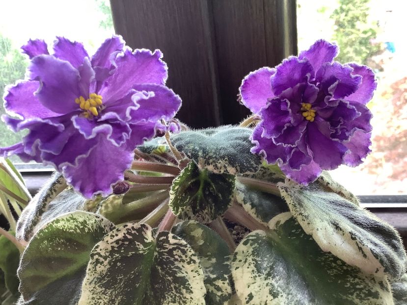 91AF6C94-4953-4C35-84D0-BF980A72E99C - Blackie Bryant