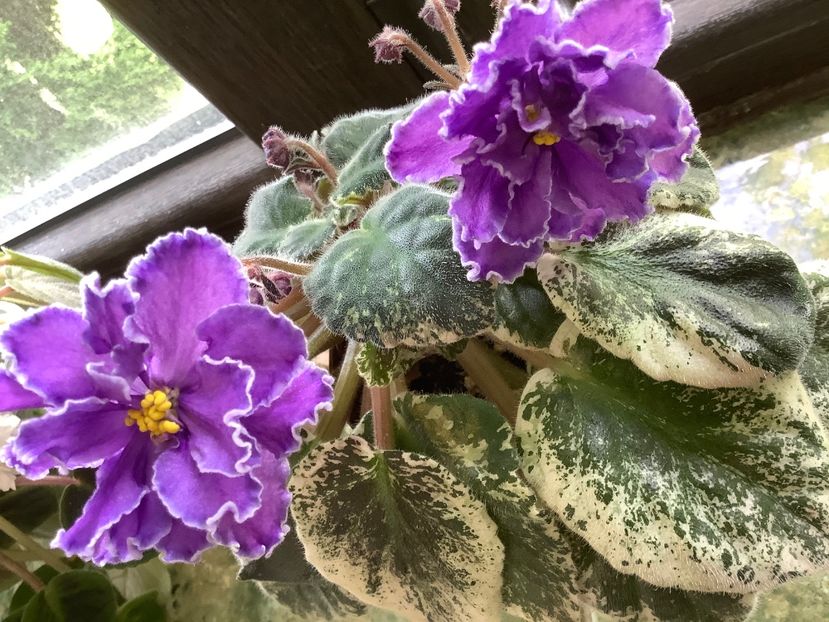 C460EF5D-2A15-42EF-8949-3900E0EBAE8C - Blackie Bryant