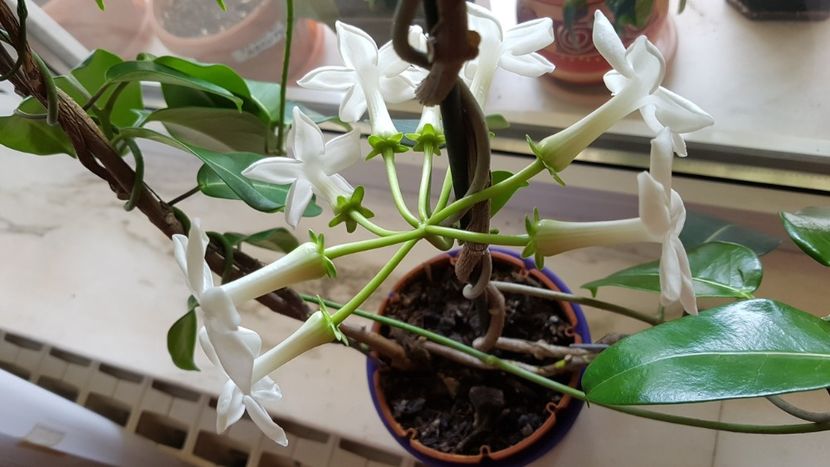  - Alte plante de interior