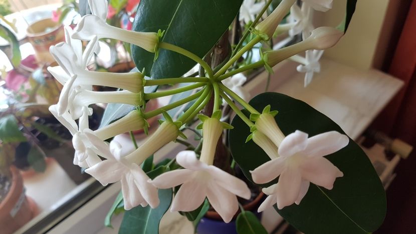  - Alte plante de interior