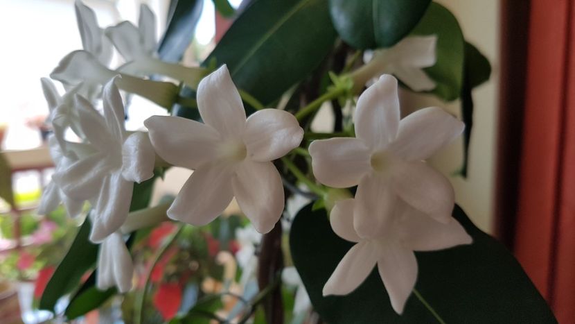  - Alte plante de interior