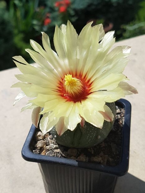 Astrtrophytum asterias - Astrophytum