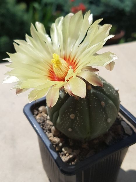 Astrtrophytum asterias - Astrophytum