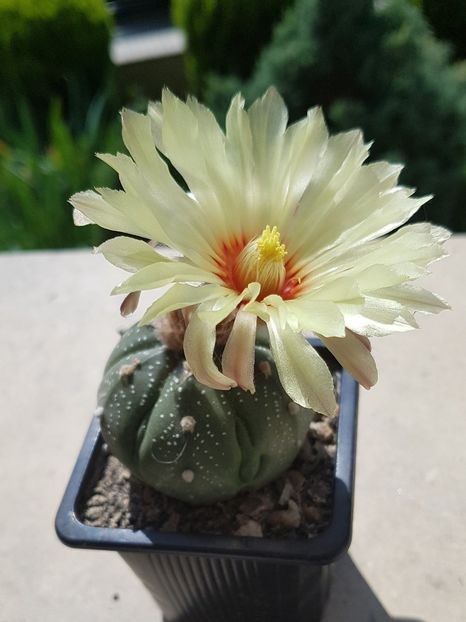 Astrtrophytum asterias - Astrophytum