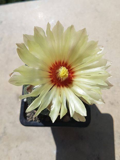 Astrtrophytum asterias - Astrophytum