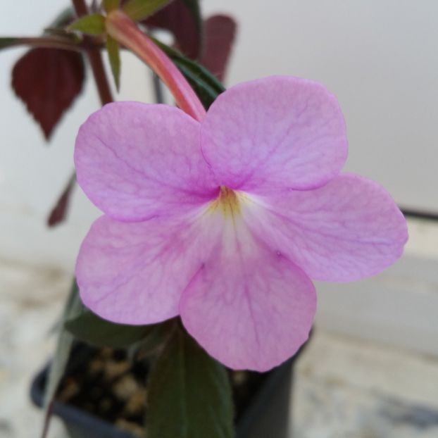 Peach Blossom - 2020