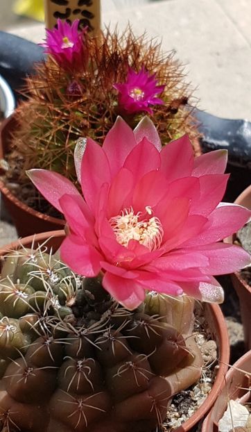  - Gymnocalycium