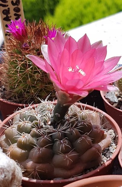  - Gymnocalycium