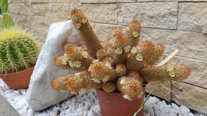 M. elongata - Mammillaria