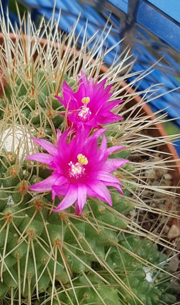 M. spinosissima cv Un Pico - Mammillaria