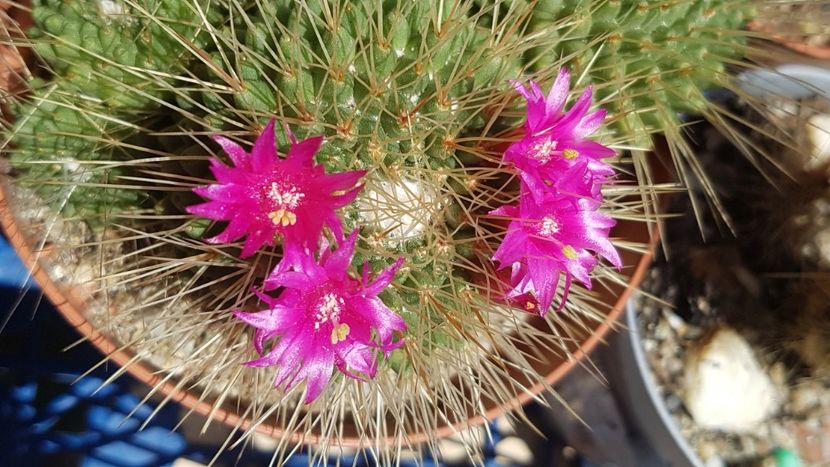 M. spinosissima cv Un Pico - Mammillaria