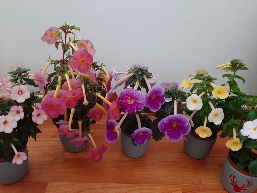  - achimenes-primele incercari