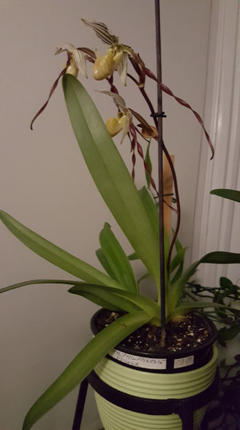 paphiopedilum "philippinense" - Orhidee_5_simpodiale fără pseudobulbi