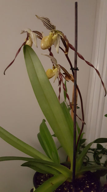 paphiopedilum "philippinense" - Orhidee_5_simpodiale fără pseudobulbi