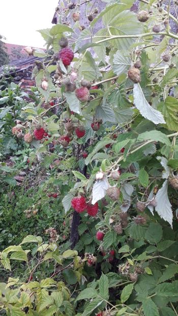 Iunie 2020 - Rod bogat 2020