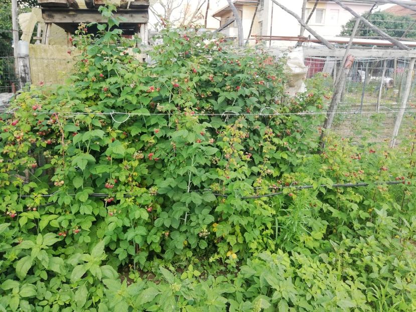 Iunie 2020 - Rod bogat 2020