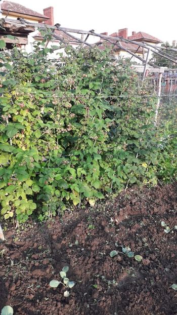 Iunie 2020 - Rod bogat 2020