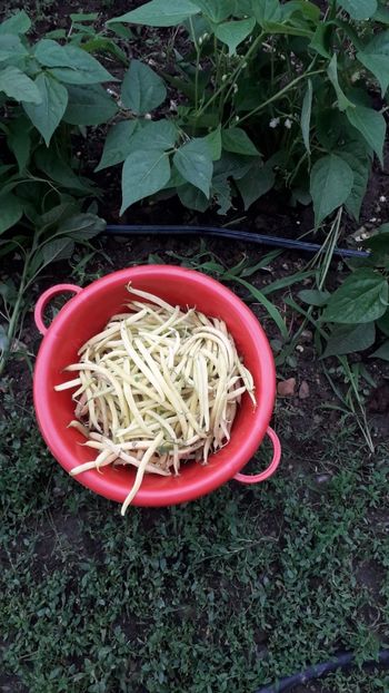 Iunie2020 - Rod bogat 2020