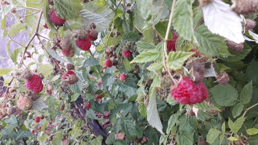 IMG-20200616-WA0025 - Rod bogat 2020