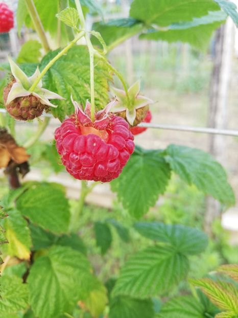 IMG-20200625-WA0014 - Rod bogat 2020