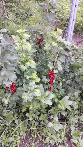 IMG-20200616-WA0019 - Rod bogat 2020