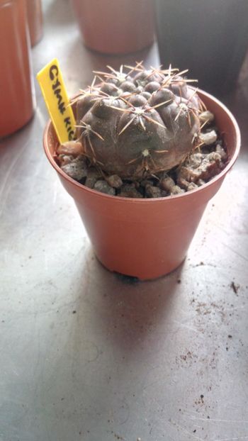 G. kieslingii v. castaneum STO863 - Gymnocalycium