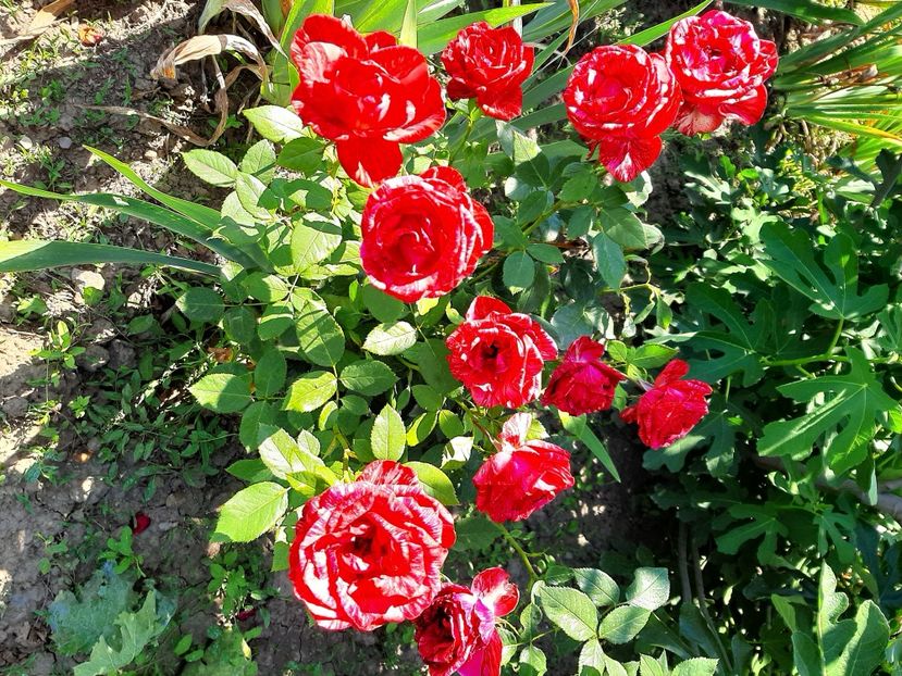  - diverse flori 2020