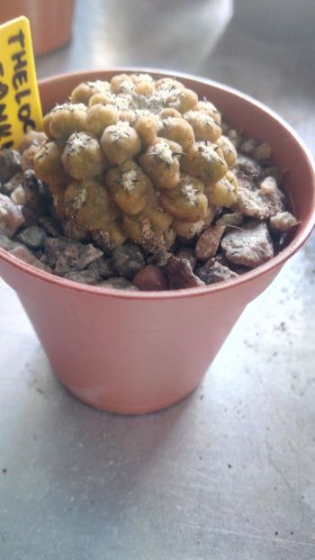 T. fankhauserii - Thelocephala ---eriosyce