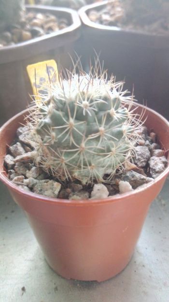 G. saueri ssp. verduzcoi - Gymnocactus--turbinicarpus