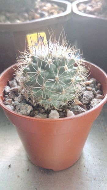 G. saueri ssp. verduzcoi - Gymnocactus--turbinicarpus