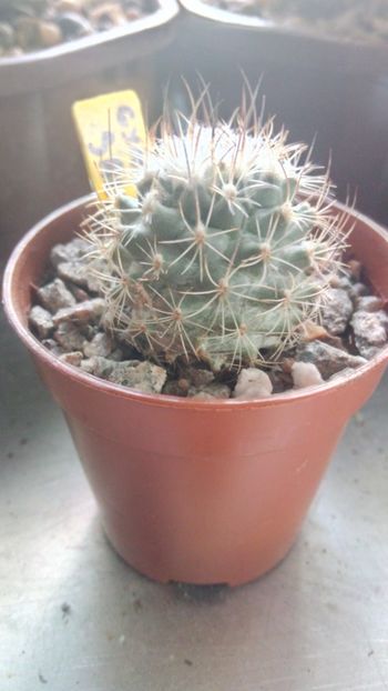 G. saueri ssp.verduzcoi - Gymnocactus--turbinicarpus