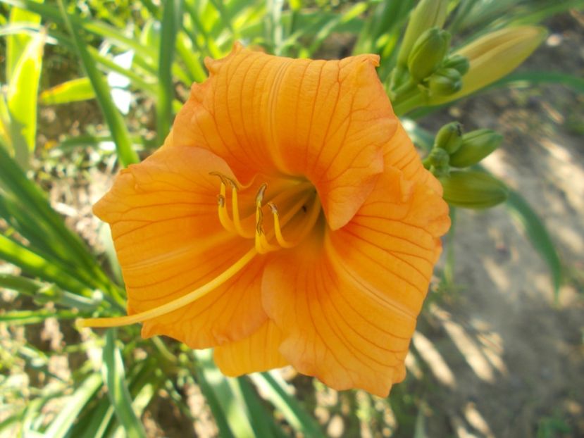  - Hemerocallis 2020