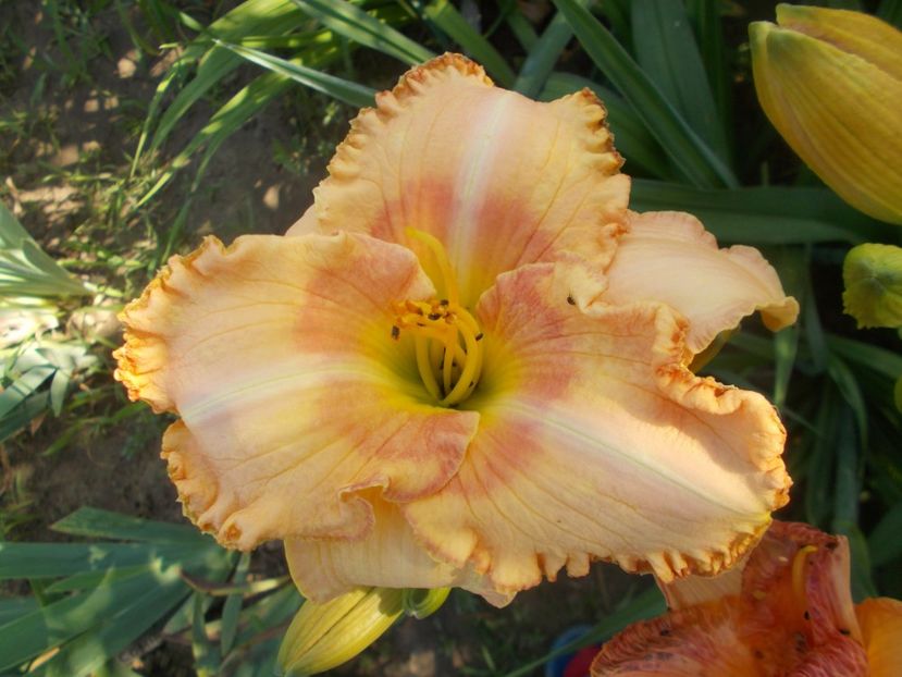  - Hemerocallis 2020