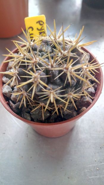 P. curvispinus (eriosyce curvispina)R51917B - Pyrrhocactus--Eriosyce