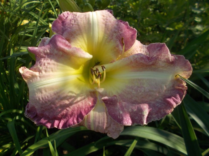  - Hemerocallis 2020