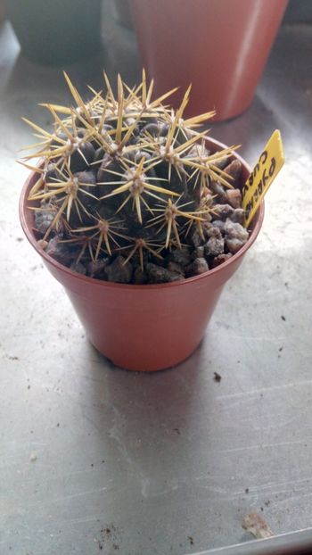 P. curvispinus (eriosyce curvispina) R51917B - Pyrrhocactus--Eriosyce