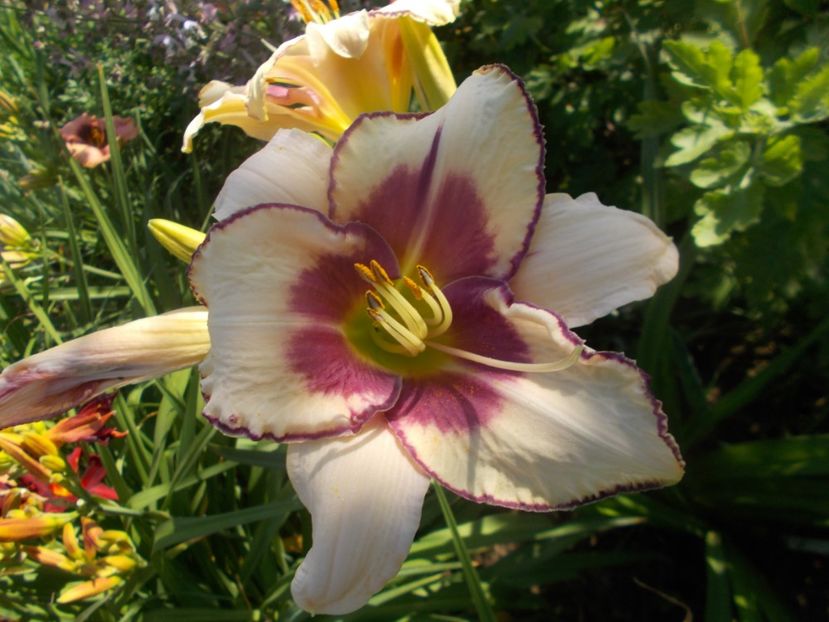  - Hemerocallis 2020