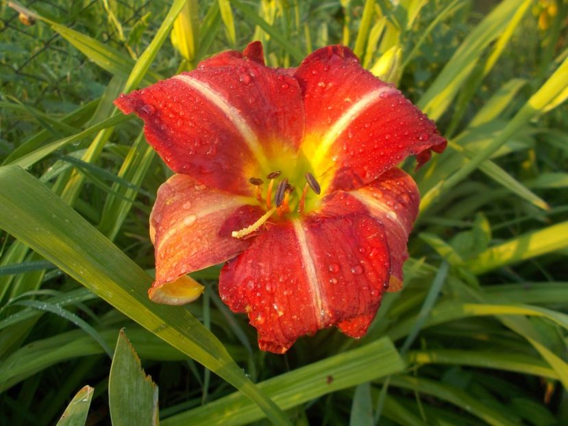  - Hemerocallis 2020