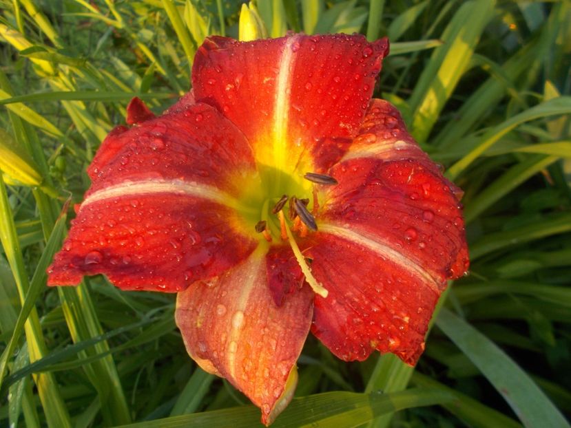  - Hemerocallis 2020