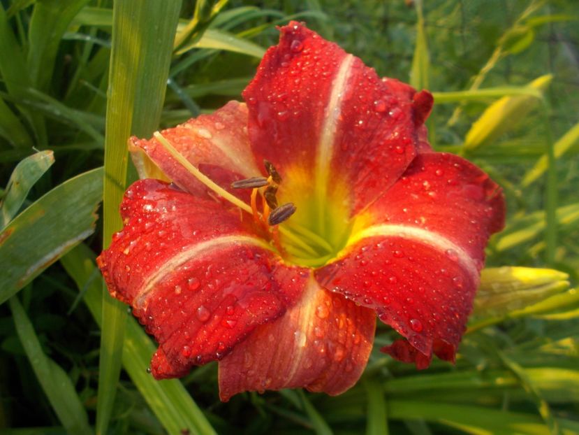  - Hemerocallis 2020