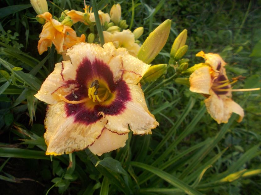  - Hemerocallis 2020