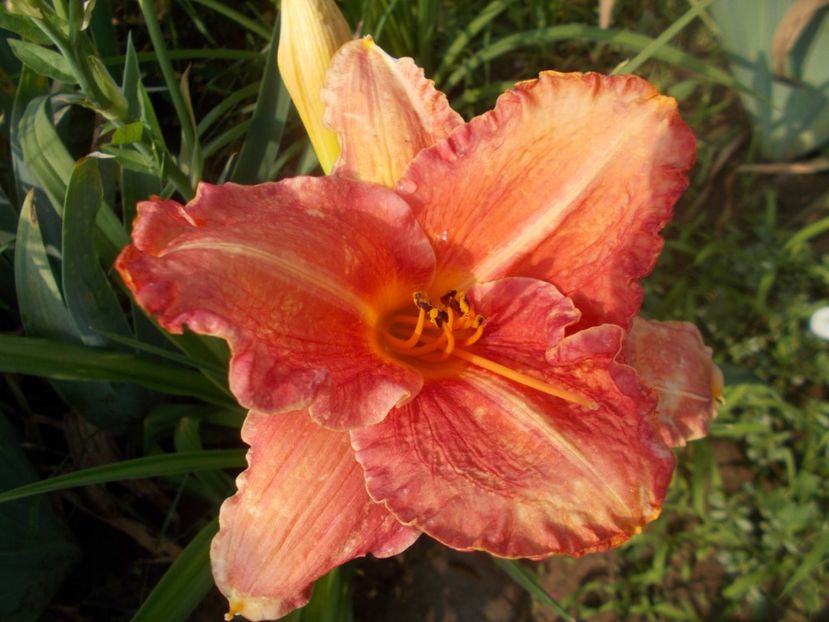 PRETTY FANCY - Hemerocallis 2020