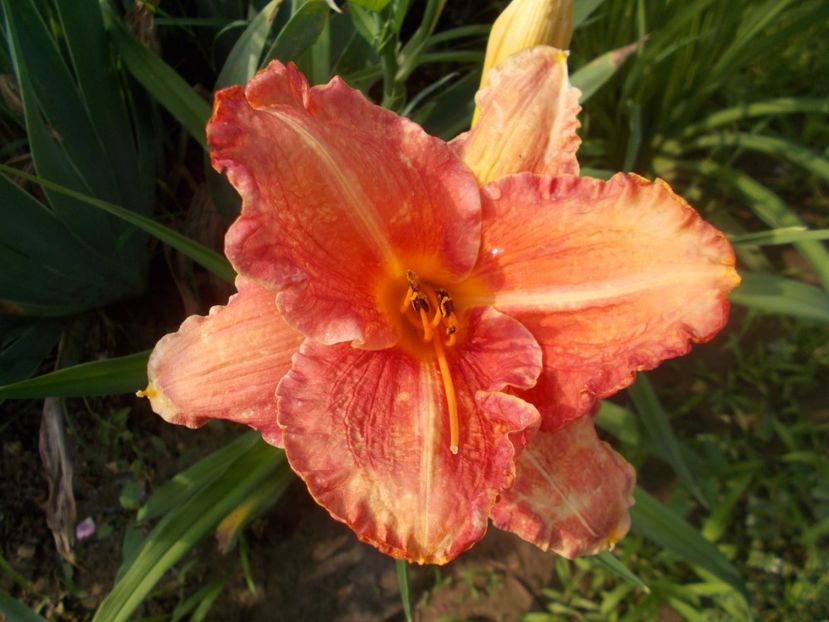  - Hemerocallis 2020