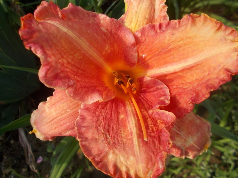  - Hemerocallis 2020