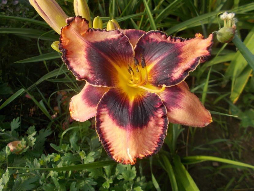  - Hemerocallis 2020